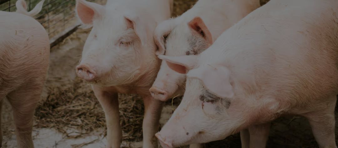 porcino de capa blanca