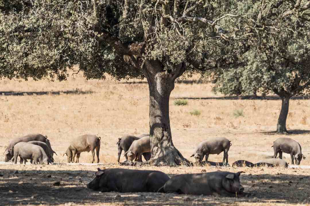 Ruta del Jamón Ibérico Los Pedroches (Córdoba)