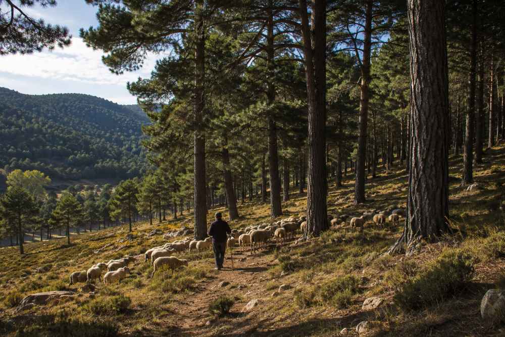 pastos cordero Serrania de Cuenca