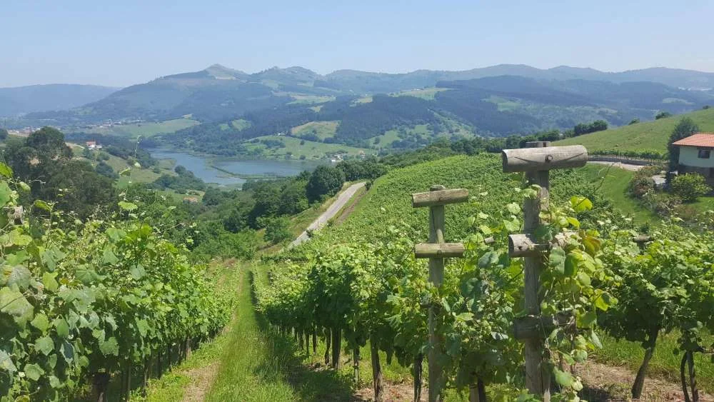 Vinedos Cantabria Brinda