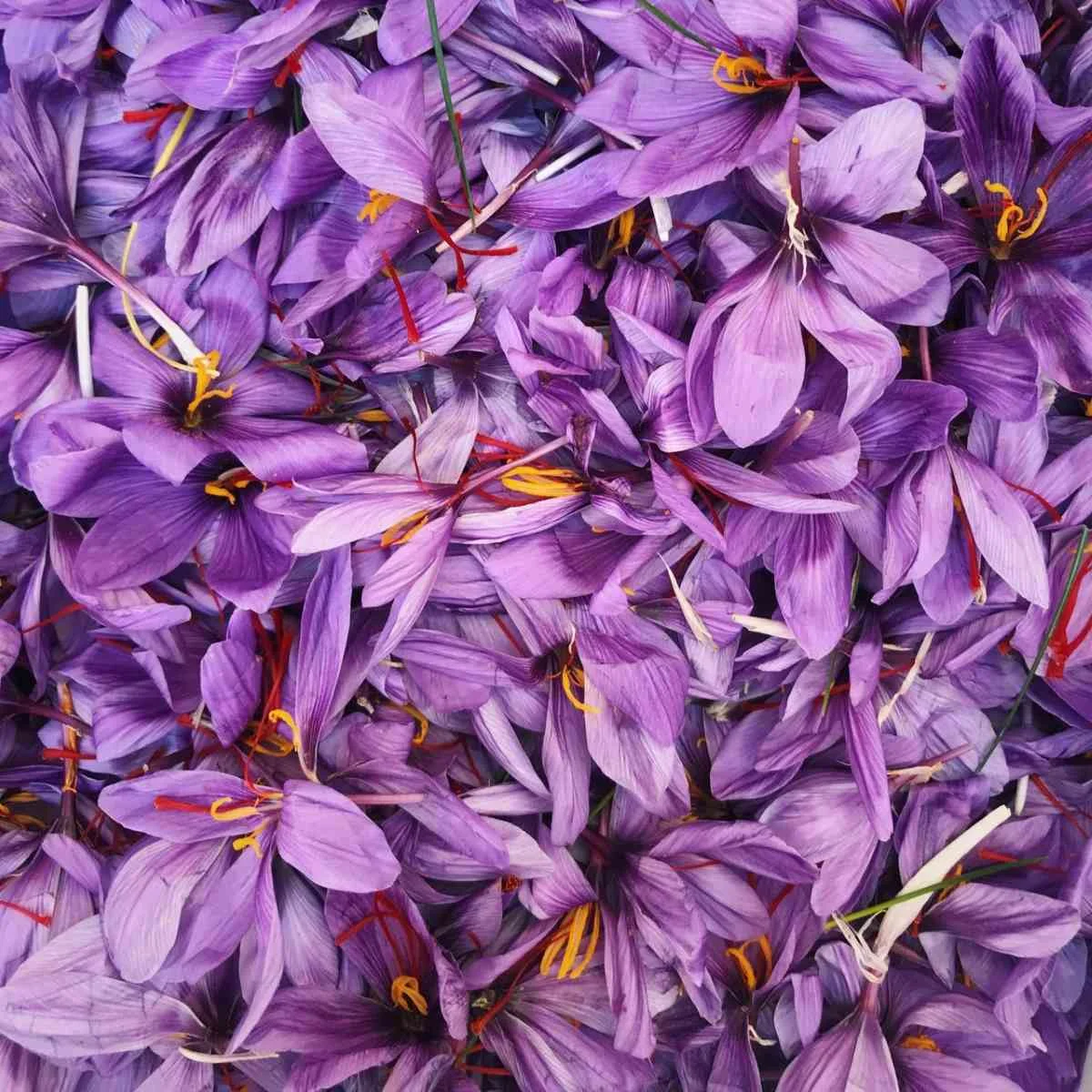 Flor del Azafrán Rural
