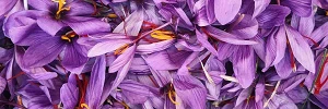Flor del Azafrán Rural