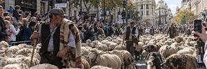 Trashumancia en Madrid. Imagen IA.