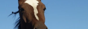 Feria del Caballo de Puigcerdá