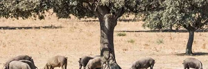 Ruta del Jamón Ibérico Los Pedroches (Córdoba)