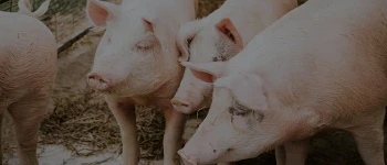 porcino de capa blanca