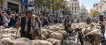 Trashumancia en Madrid. Imagen IA.