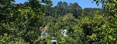 bebidas artesanas de Cantabria flor de limón