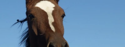 Feria del Caballo de Puigcerdá