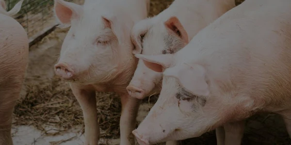 porcino de capa blanca