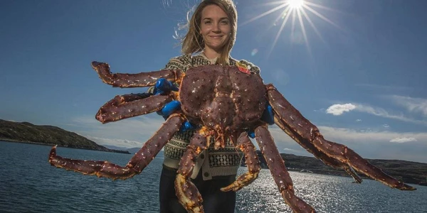 Cangrejo real de Noruega. Mar de Noruega