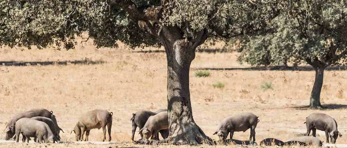 Ruta del Jamón Ibérico Los Pedroches (Córdoba)