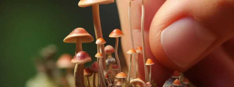 Mundo Fungi Cultivo Micológico