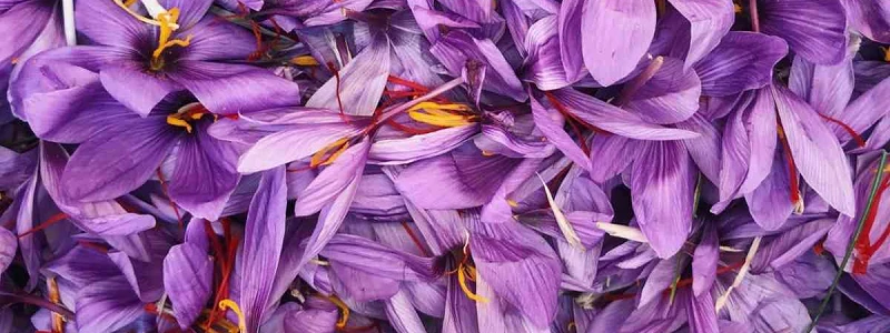 Flor del Azafrán Rural