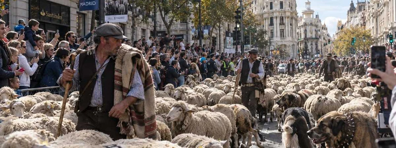 Trashumancia en Madrid. Imagen IA.