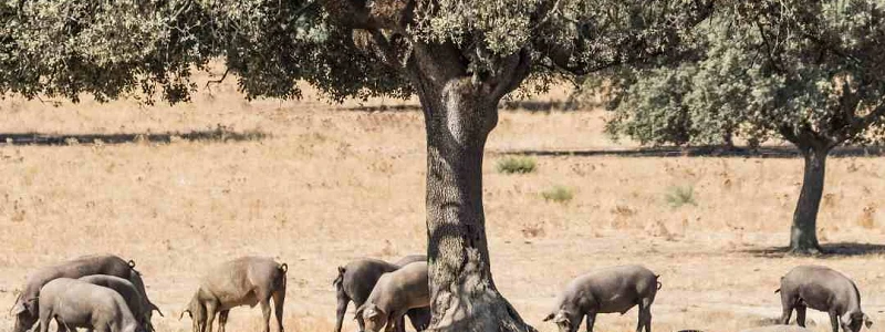Ruta del Jamón Ibérico Los Pedroches (Córdoba)